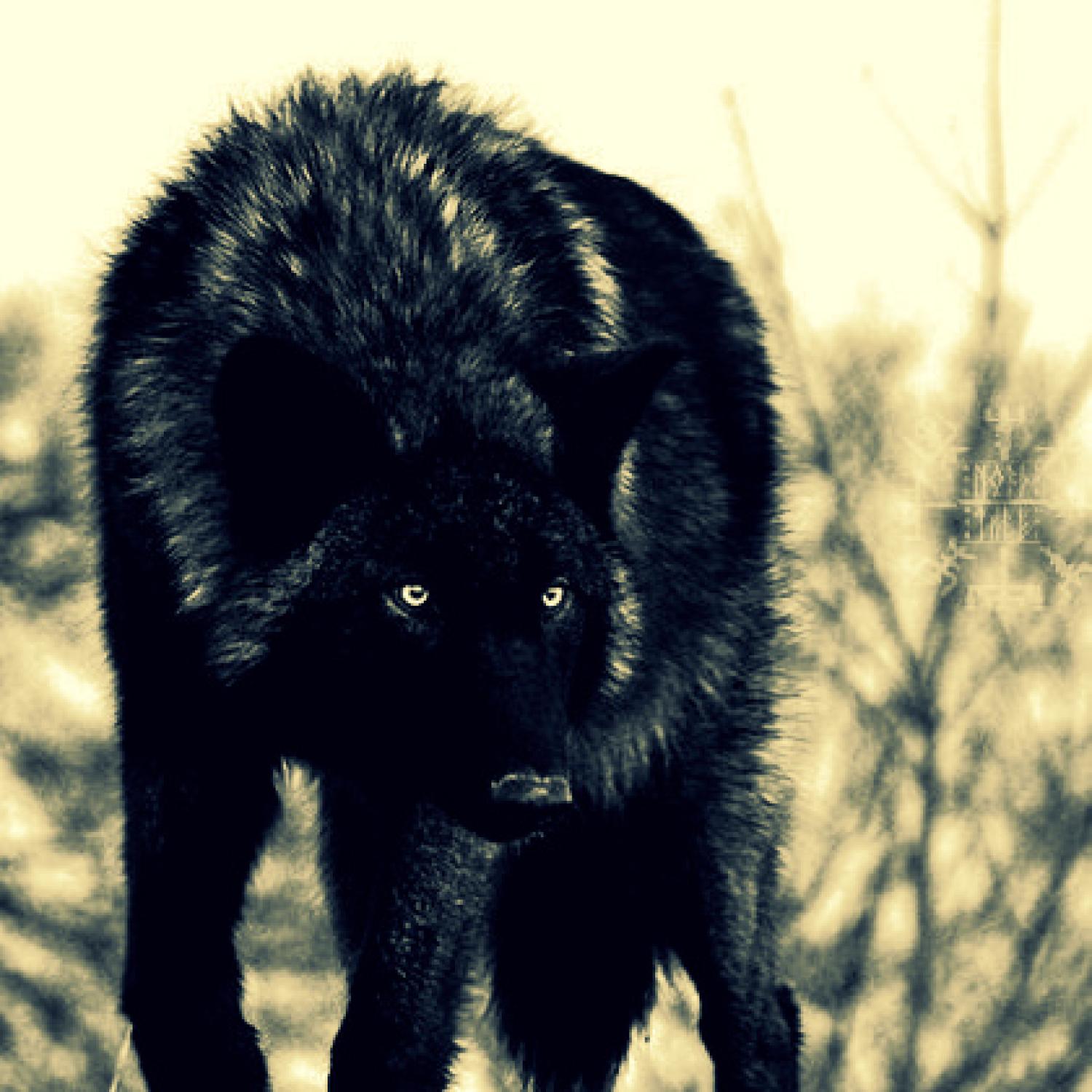 Волки самцы чёрные